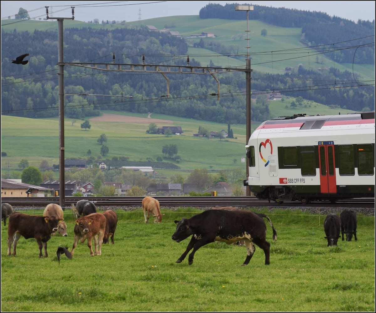 RABe-njagd (1)

Das geht ja gar nicht, dass sich der RABe da auf der Kuhweide niederl�sst. Als ordentlicher Jungbulle muss man da f�r Ordnung sorgen, w�hrend im Hintergrund RABe 521 021 ordnungsgem�ss auf den Schienen bleibt. 

Reussh�fe, April 2022.
