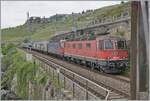 Erneut mit zwei Re 6/6 bespannt ist zwischen Rivaz und St-Saphorin ein SBB Cargo Güterzug in Richtung Wallis unterwegs.