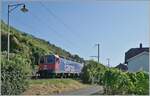 Die SBB Re 6/6 11669 (Re 620 069-5) Hägendorf  passt kaum in die Vegetationslücke bei Ligerz....

11. Juli 2025