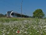 Blick �bers Margeritenfeld - Kurz nach der Abfahrt an der Haltestelle Triboltingen ist am 07.06.2014 von Schaffhausen kommend S8 23842 unterwegs nach St.