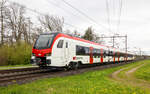 Flirt 4 Evo für die SBB. 

Brandneu auf der Schiene im Testbetrieb ist der RABe 531 001. Riedt bei Erlen, April 2024.

Radiale Achslenker, vergrösserter Innenraum durch andere Anordnung der Aggregate dürften die wichtigsten Features sein. Erkennbar dürften die Änderungen am besten am zusätzlichen kleinen Fenster hinter den Führerständen sein. Neuentwickelte Jakobsdrehgestelle lassen einen Antrieb weiterer Achsen zu, wie beim sechsteiligen Mika bereits realisiert wurde. 

Festgehalten im Bild hat den neuen Zug Georg Trüb. Vielen Dank für die Bereitstellung der Bilder für diese Webseite. 